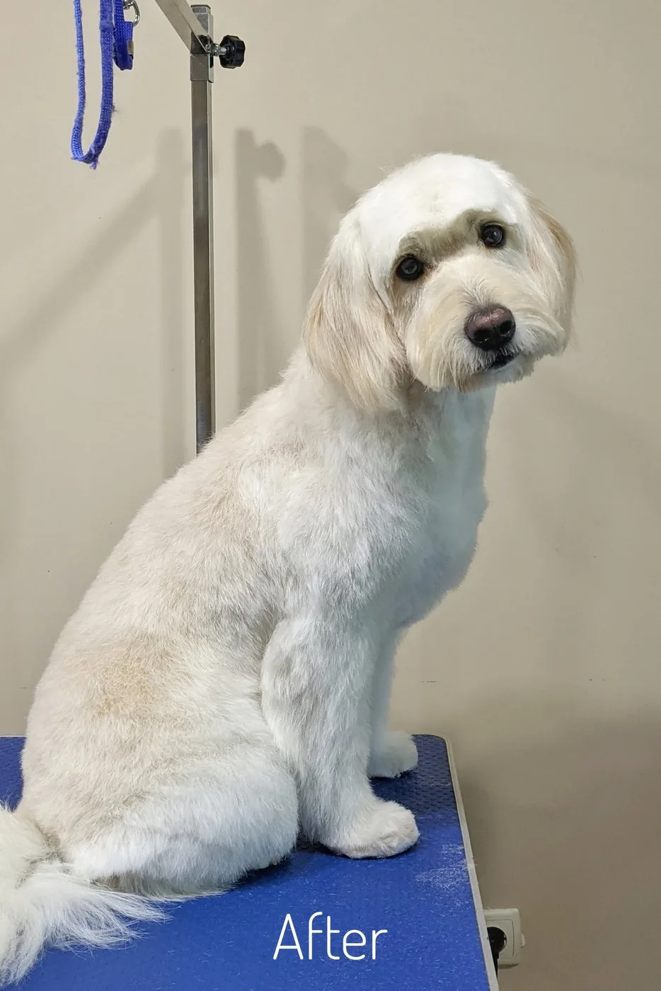 Same cream doodle after a neat, even BeSharp groom
