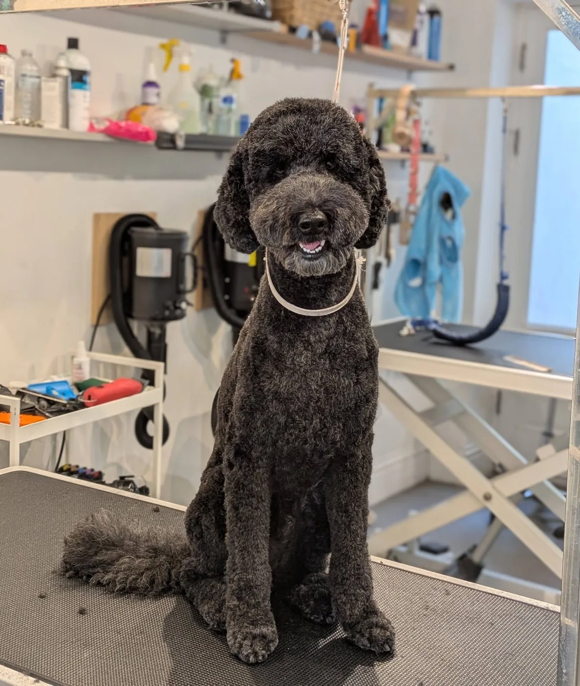 Black curly-coated dog in a neat teddy style after grooming